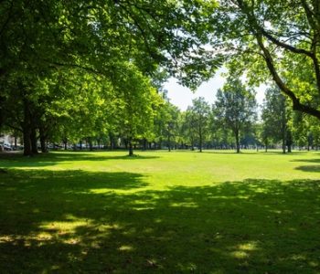 Lush,Green,Park,In,Summer,,Hamburg,,Germany